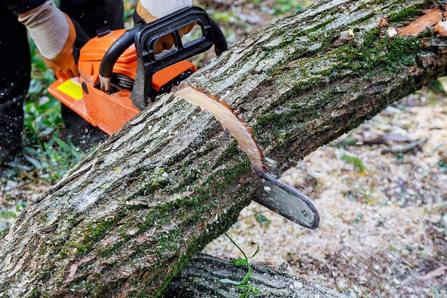 Tree Pruning in Munster, IN